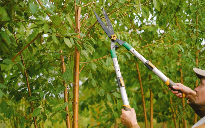 Tree trimming in Lake Oswego, OR